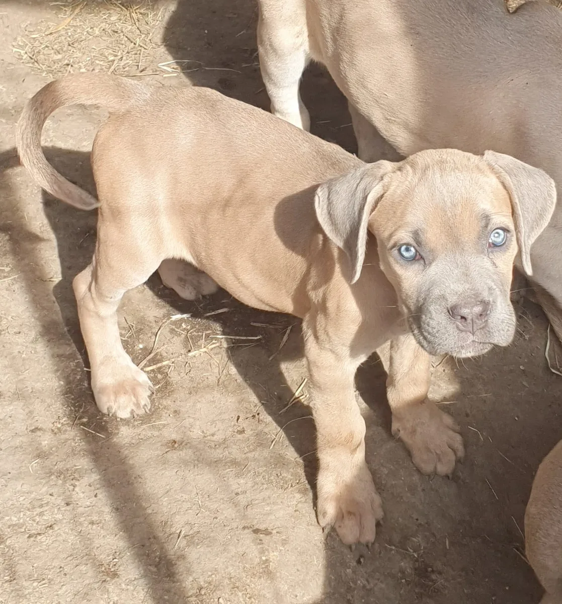 CATEI CANE CORSO
