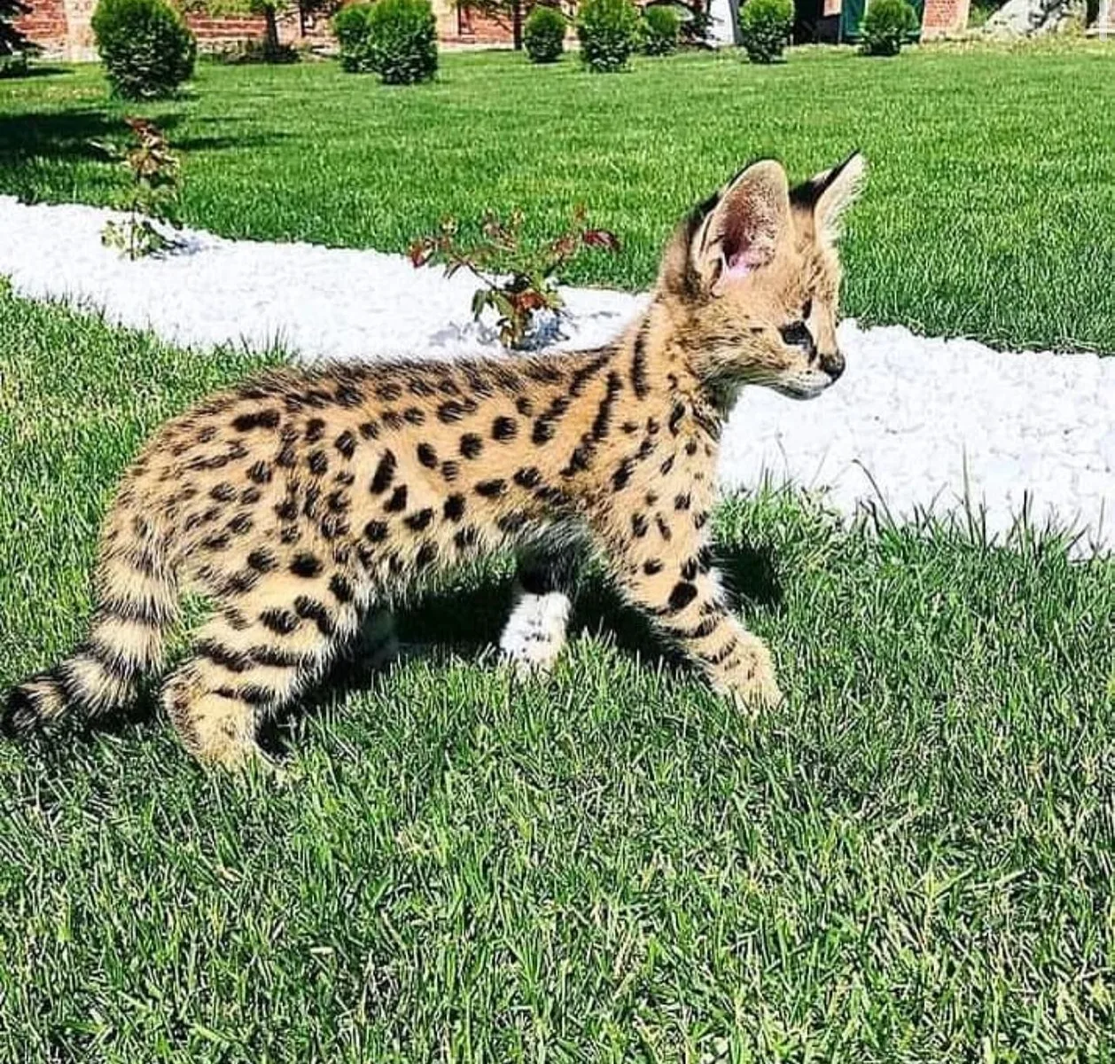 Pui de serval superbi, disponibili