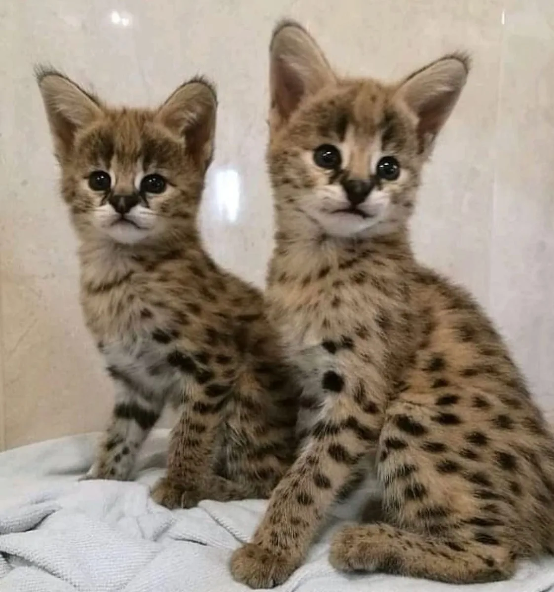 Pui de serval superbi, disponibili