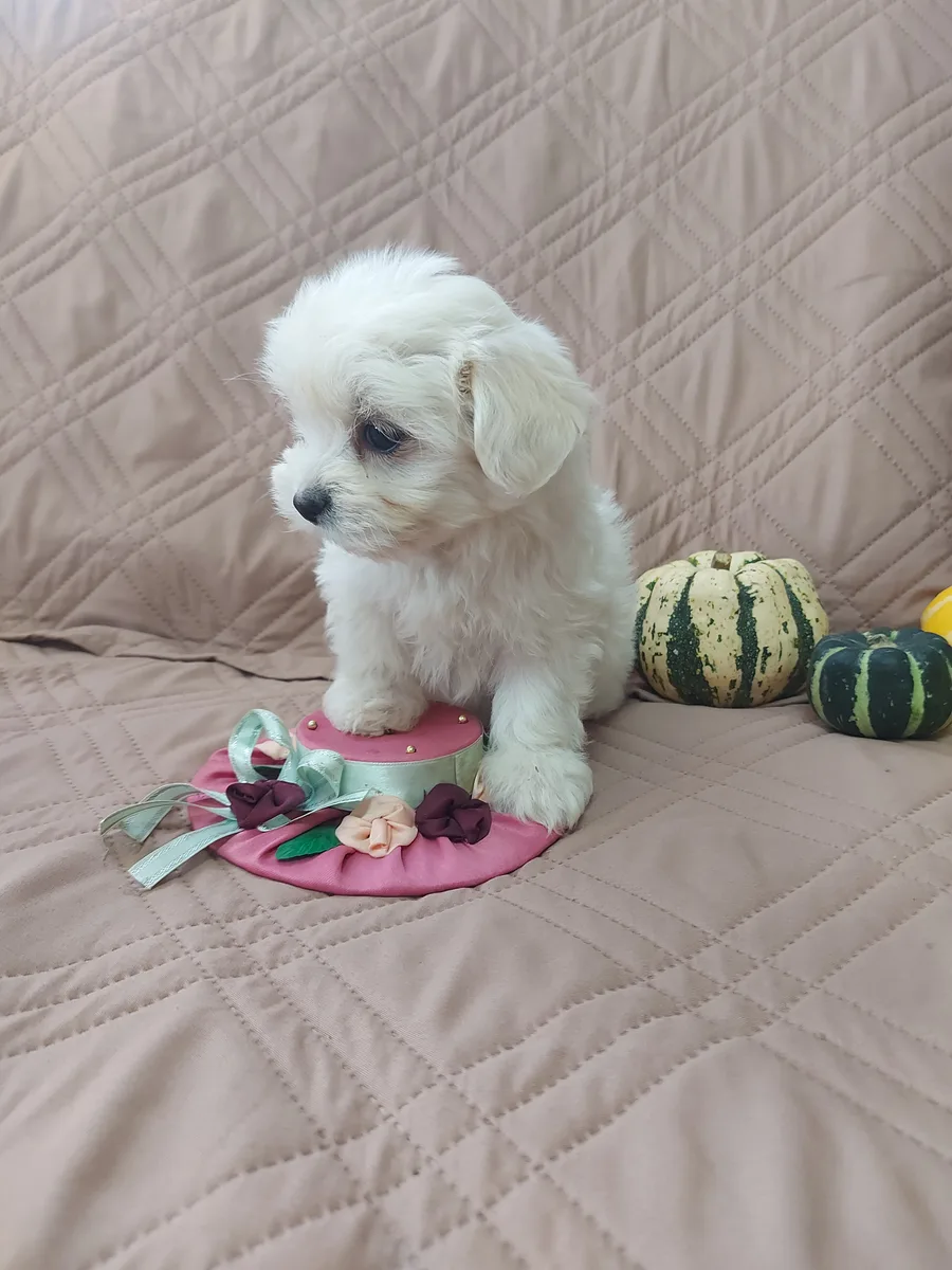 Catelusa Bichon Maltez t.mica