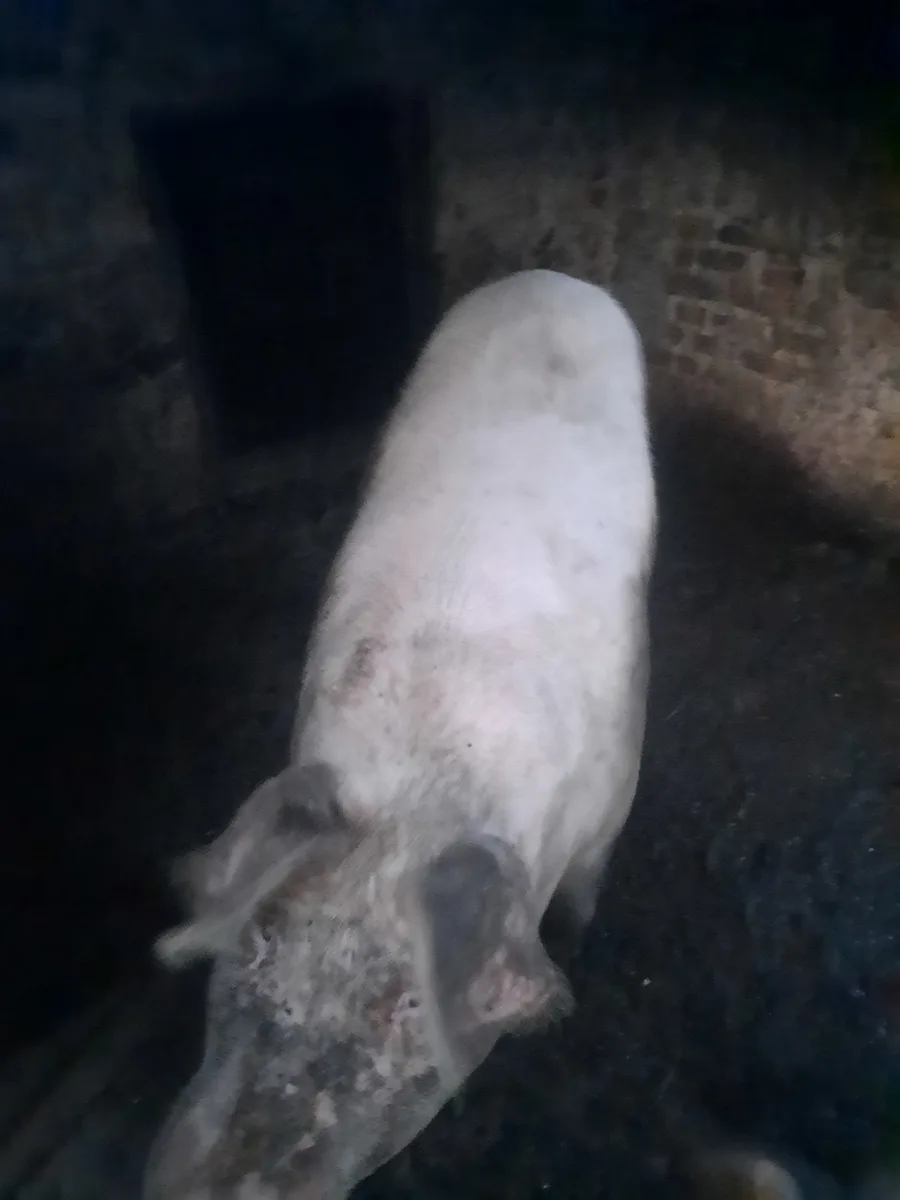 Porc de vanzare