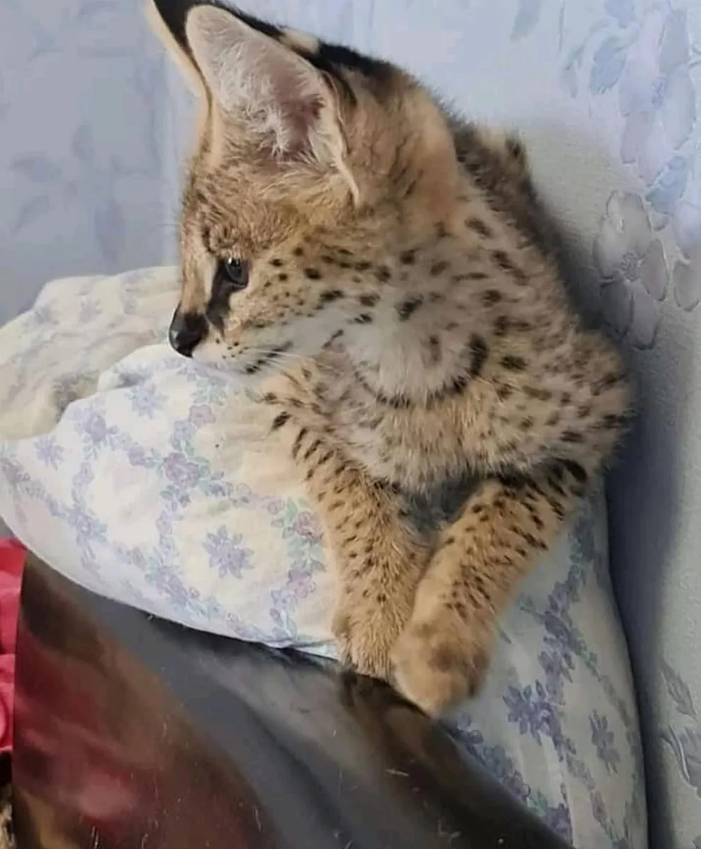 Pui de serval superbi, disponibili