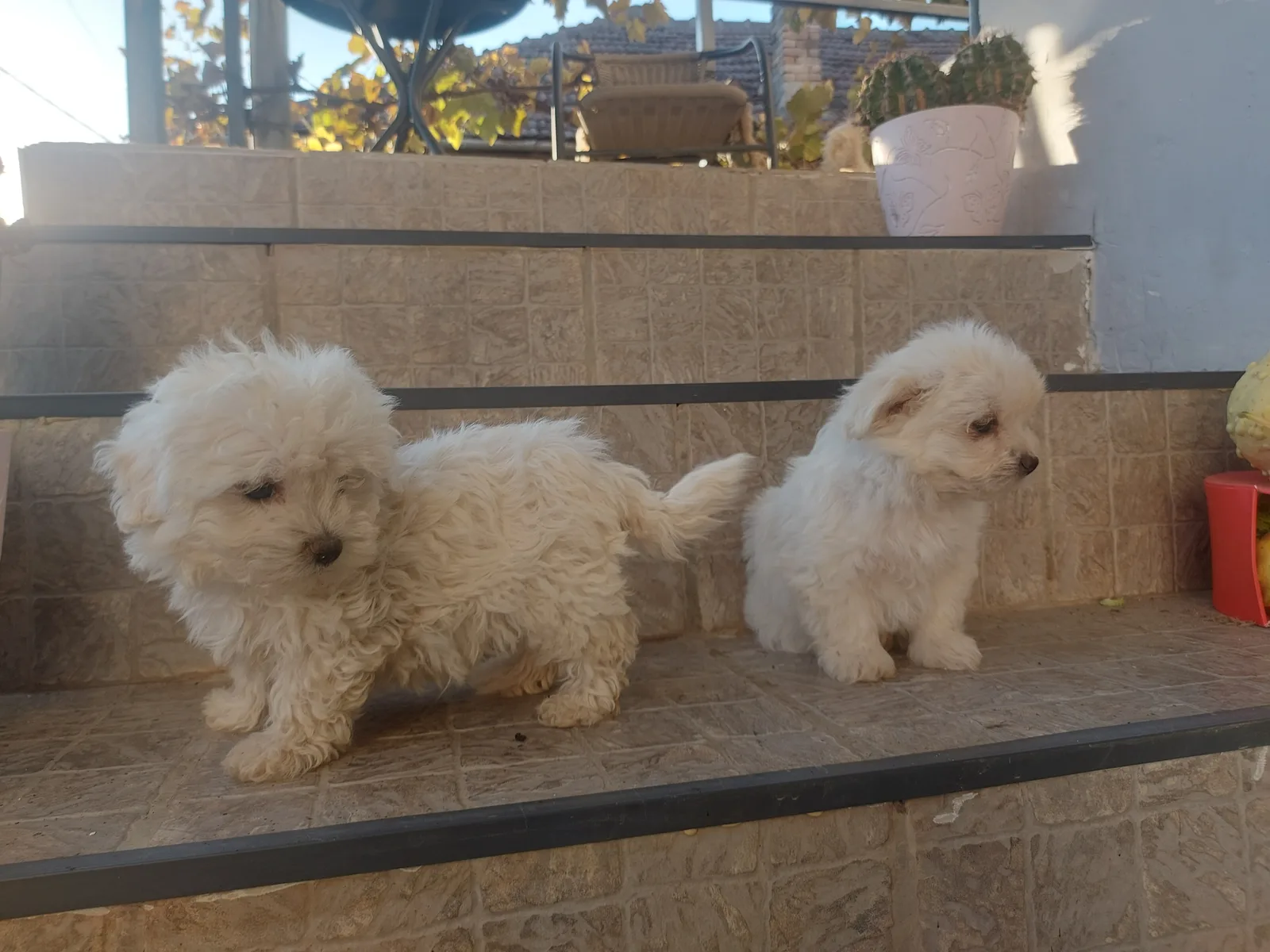 Catelusa Bichon Maltez t.mica