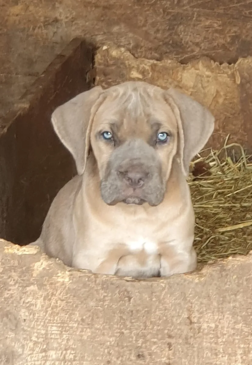 CATEI CANE CORSO