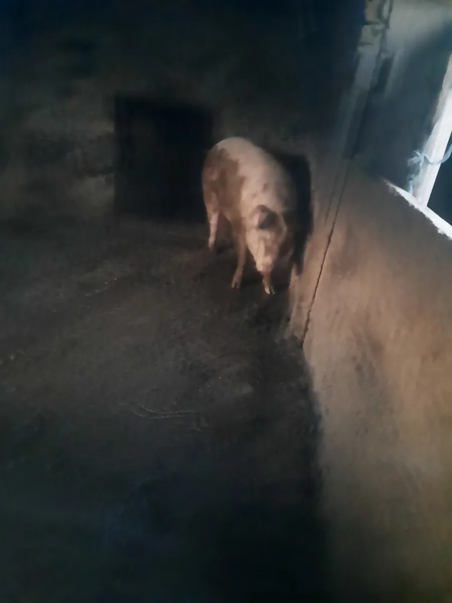 Porc de vanzare