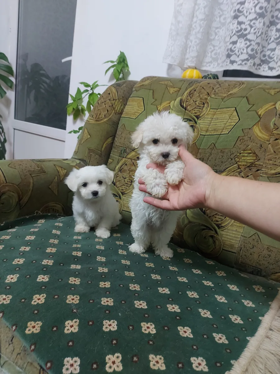 Catelusa Bichon Maltez t.mica