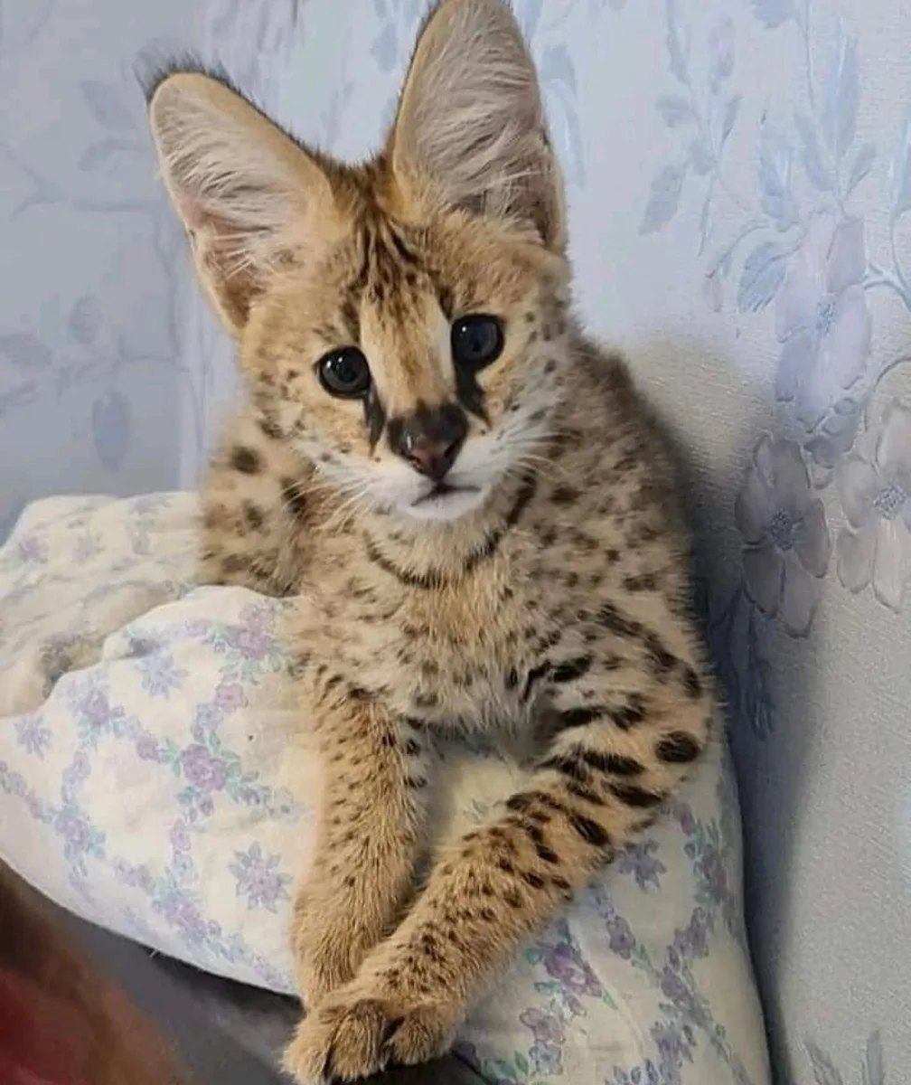 Pui de serval superbi, disponibili