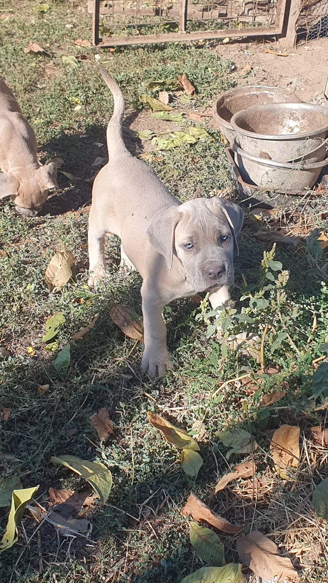 CATEI CANE CORSO