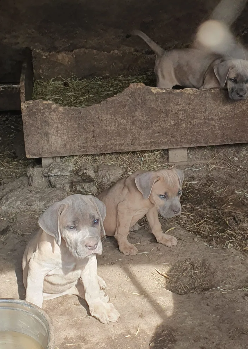 CATEI CANE CORSO