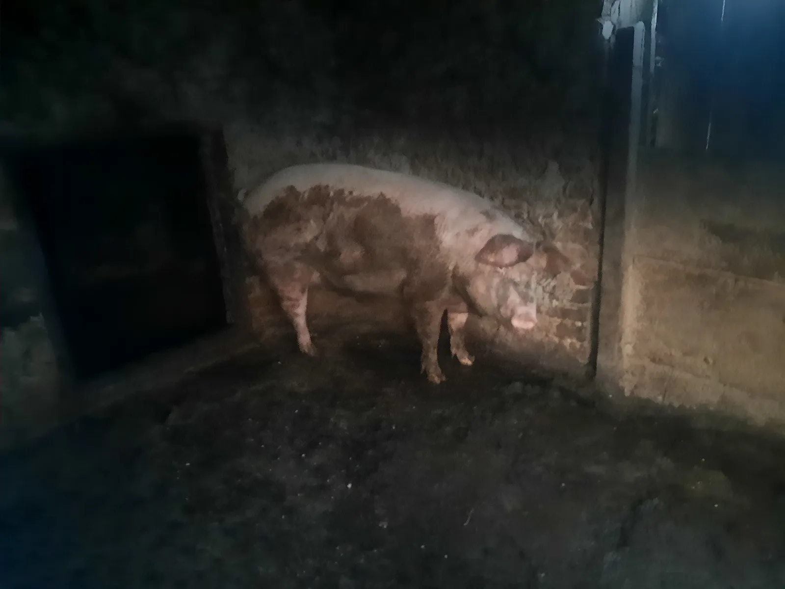 Porc de vanzare