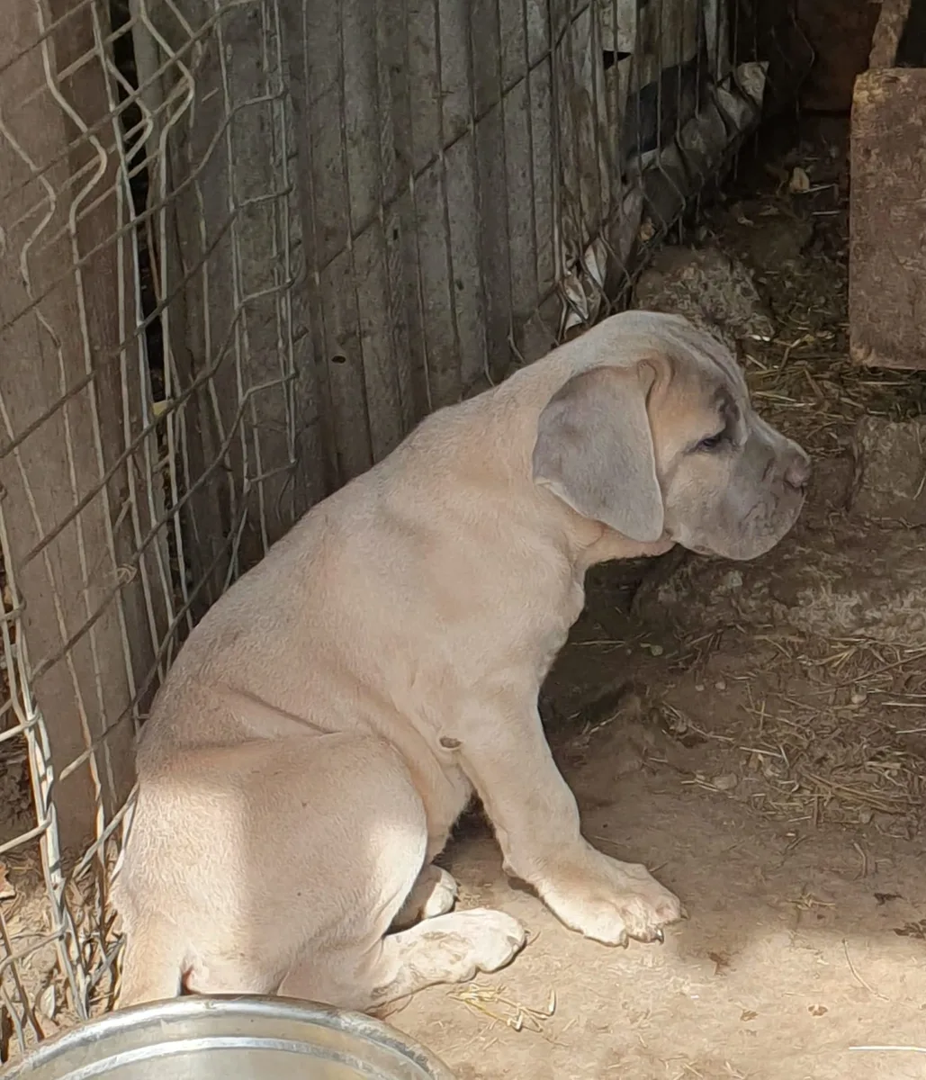 CATEI CANE CORSO