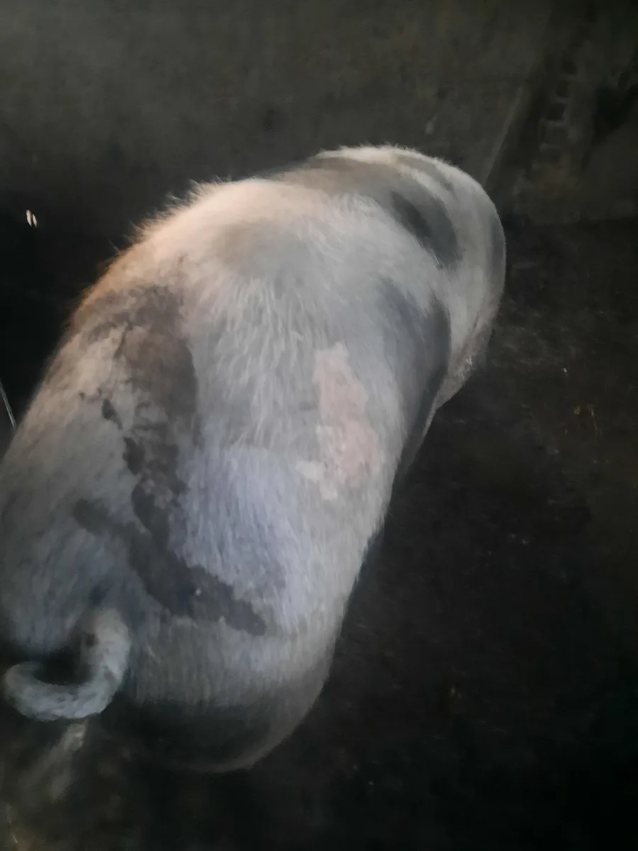 Porc de vanzare