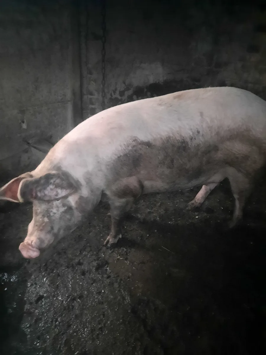 Porc de vanzare